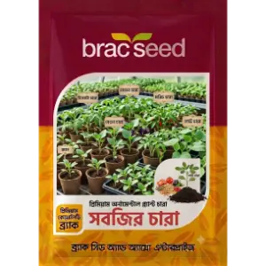 Vegetable Seedlings