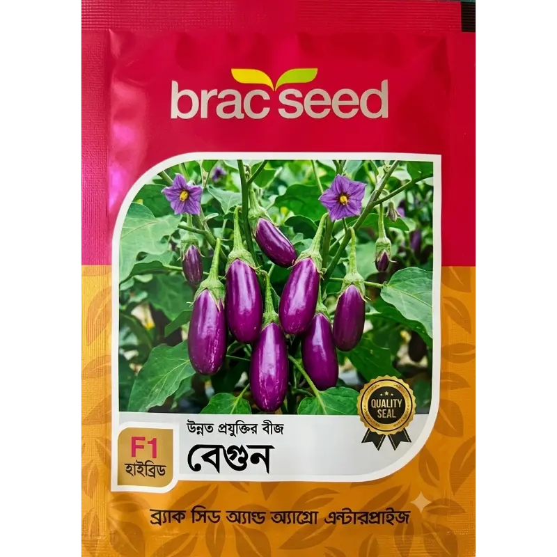 Brinjal