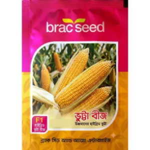 Maize Seed