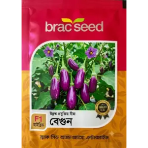 Brinjal