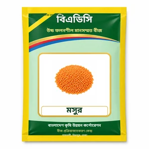 Lentil